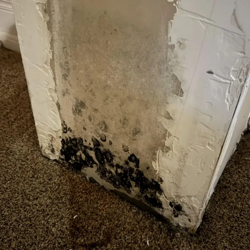 Professional Mold Removal in Mission, KS